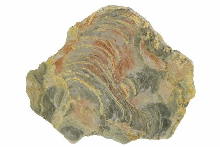 Polished Stromatolite From Russia - Million Years #180026